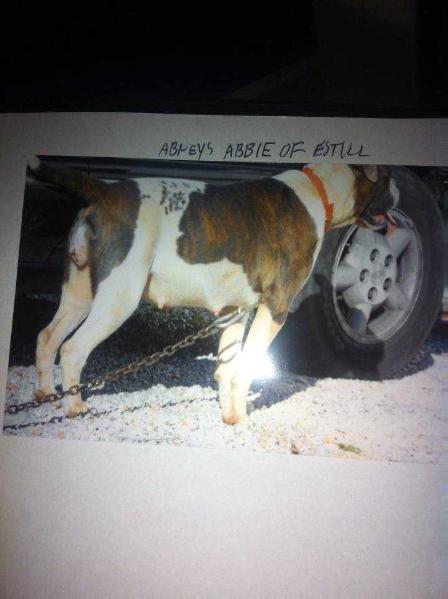 Abney's Abbie of Estill