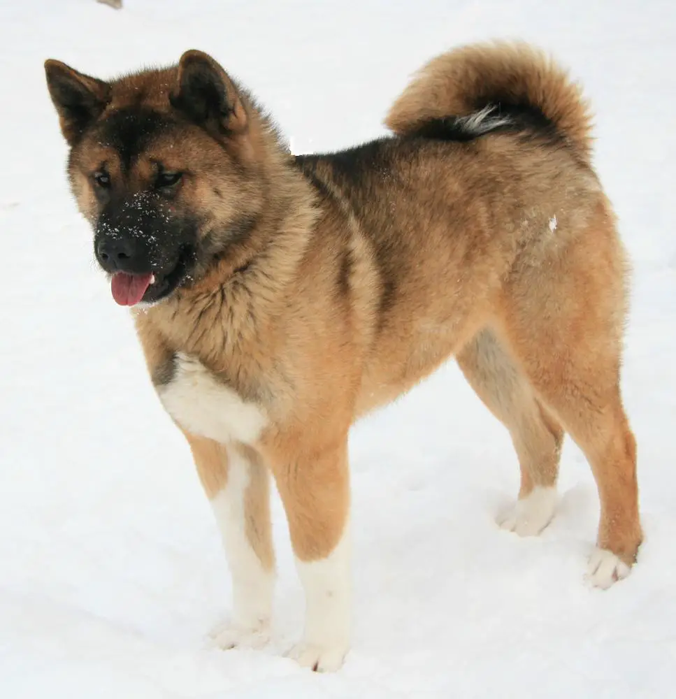 Arctic's Princess of Land and Sea