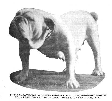Burnaby White Countess (~1920)