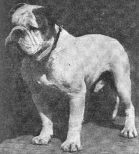 Warfleigh Sultan (AKC 234116)
