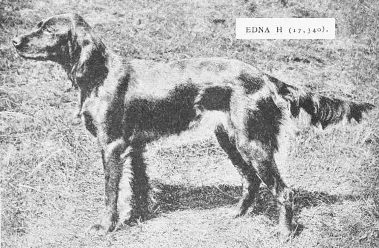 Edna H (017340)