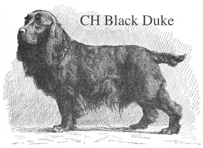 Black Duke (Luckwell & Douglas's) (~1891)
