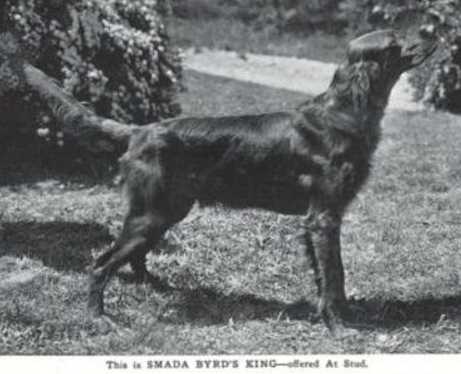 Smada Byrd's King