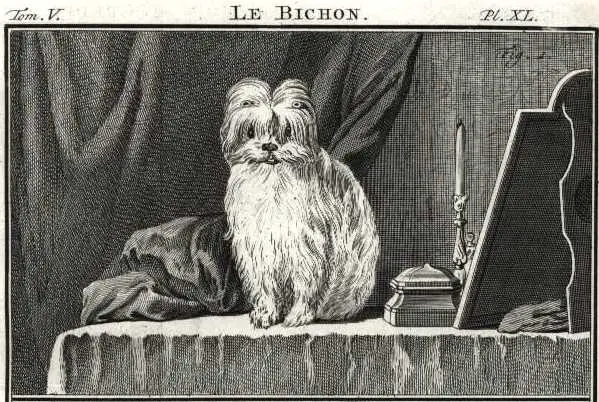Le Bichon (c.1766)