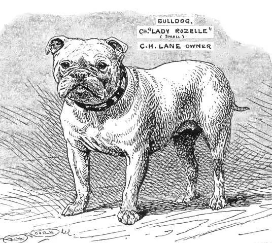 Lady Rozelle [C.H.Lane's]