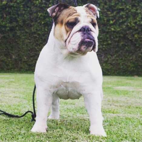 Molly del Alto del Fierro