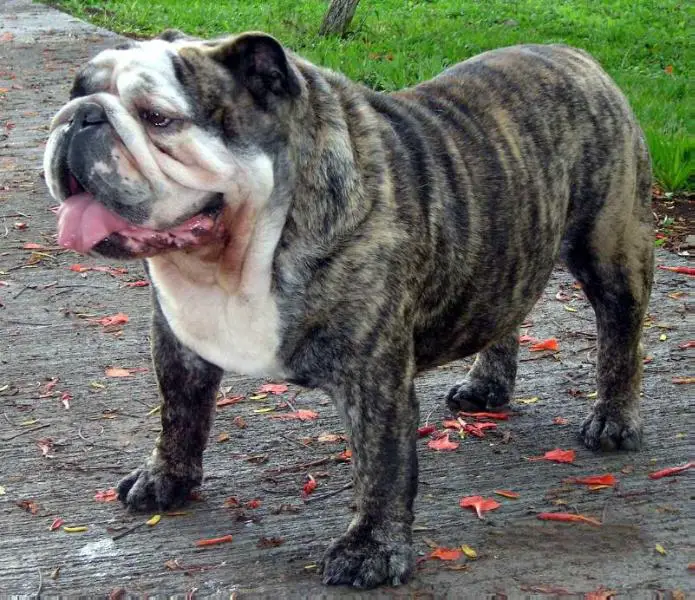 Rocky de Forrest Hill