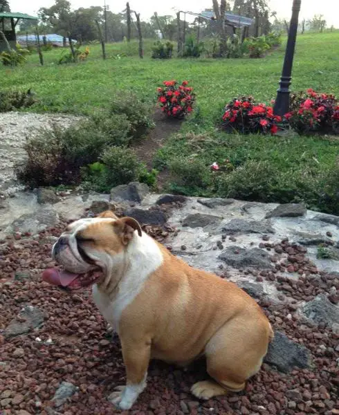 Abigail del Alto del Fierro