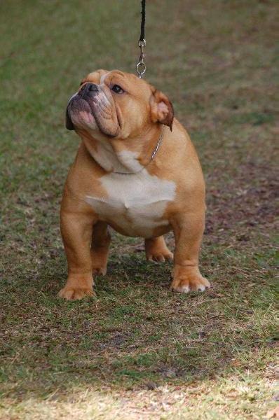 Chessbull Safiro