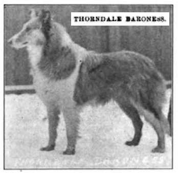 Thorndale Baroness 085990 vXXII