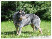 Landmaster Looklikeangel