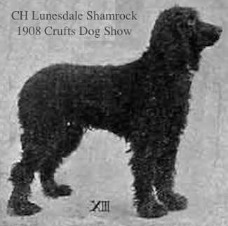 Lunesdale Shamrock