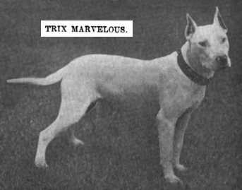 Trix Marvelous (1904)