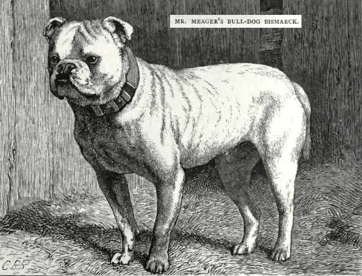 Bismarck [Mr. Meager's]