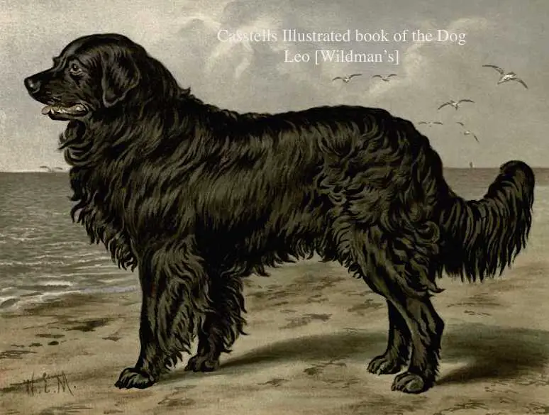 Leo (1872) KCSB 005381 [Wildman's]