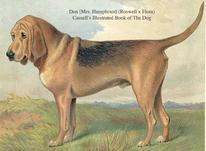 Don [Mrs. Humphries] (Roswell x Flora)