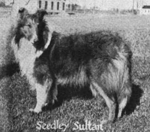 Seedley Sultan (198723)