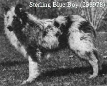 Sterling Blue Boy (238978)