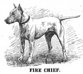 Fire Chief (~1904) (058520)