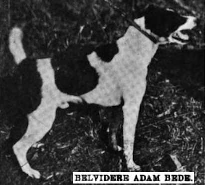 Belvidere Adam Bede