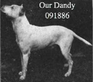 Our Dandy (091886)