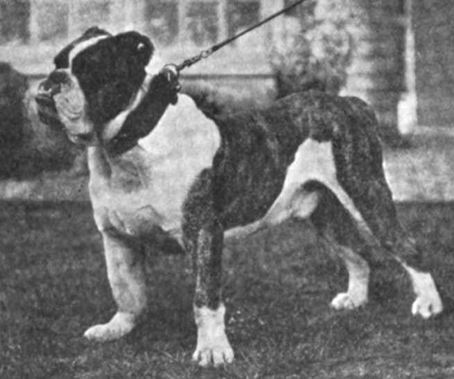 Kentish Monarch