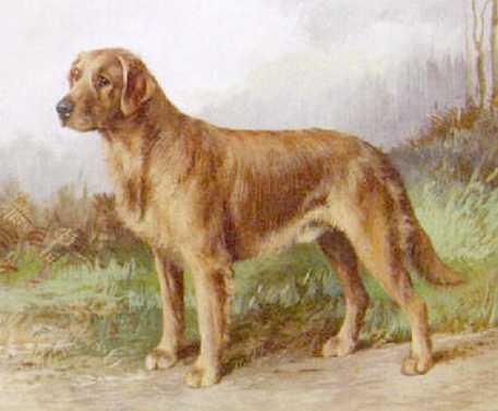 Diver of Wooley