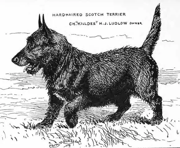 Killdee [H.J. Ludlow's]