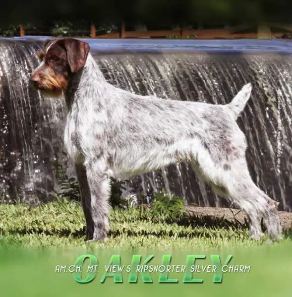 Mt View's Ripsnorter Silver Charm