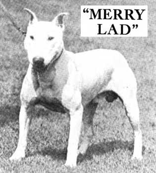 Merry Lad