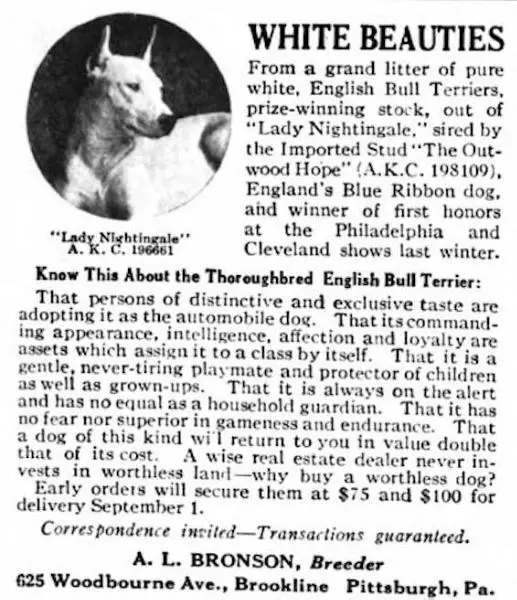 Lady Nightingale (1966?1)