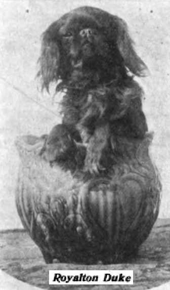 Royalton Duke
