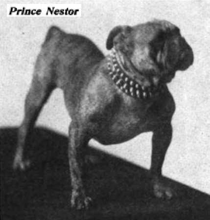 Prince Nestor