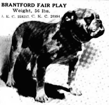 Brantford Fair Play (AKC 258217 & CKC 20994)