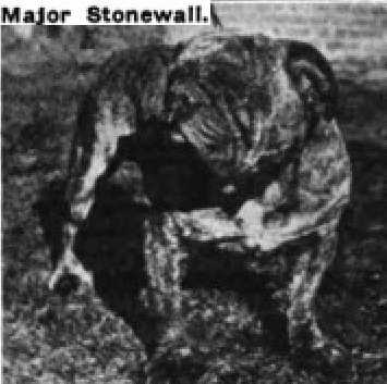 Major Stonewall