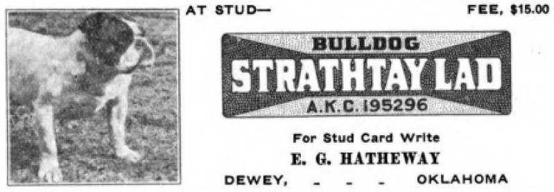 Strathtay Lad (195296)