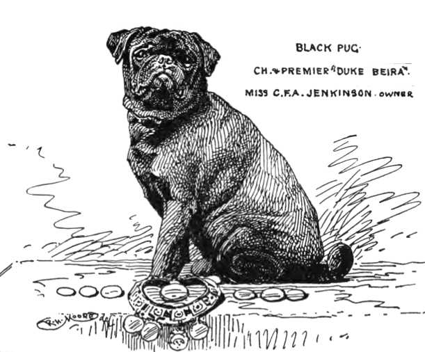 Premier Duke Beira