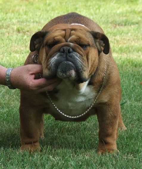 Loveable Bulls Best Choice