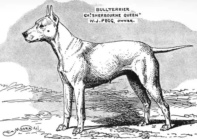 Sherbourne Queen [W.J. Pegg's]