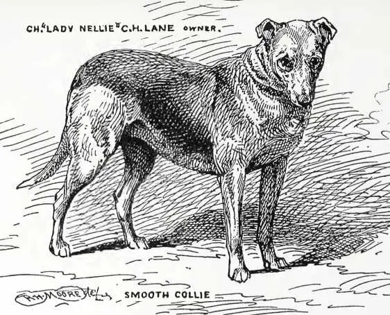 Lady Nellie [C.H. Lane's]