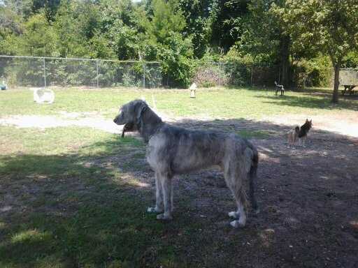 Sir Wolfbain Hambone of Cottonwood