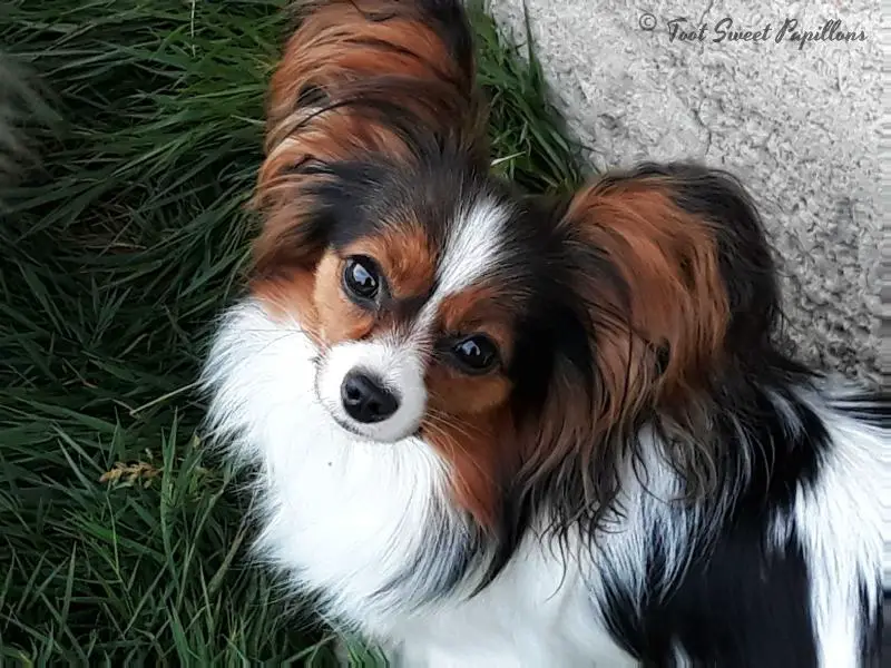 Toot Sweet's Jackie O