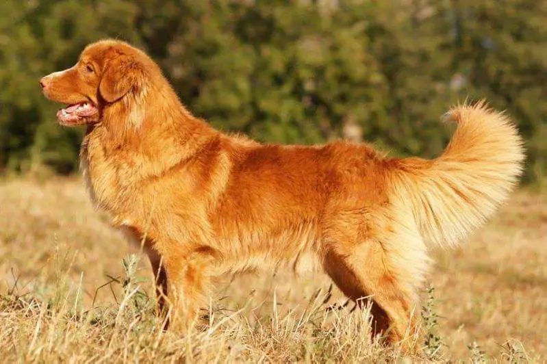 Pikkinokka´s at Canis Amicus