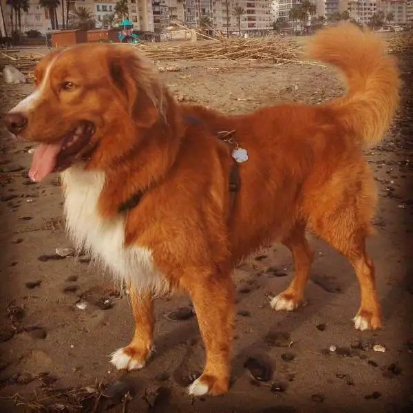 Canis Amicus Galante