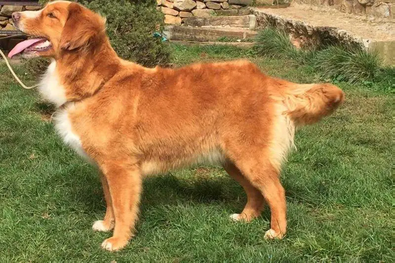 Canis Amicus Enana