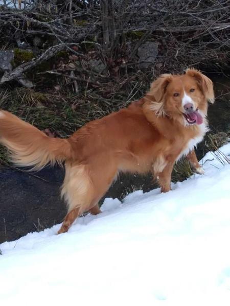 Canis Amicus Gacela