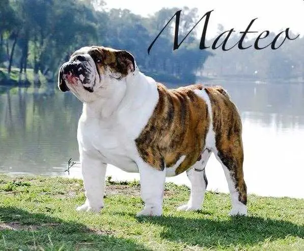 Mateo (Gomez)