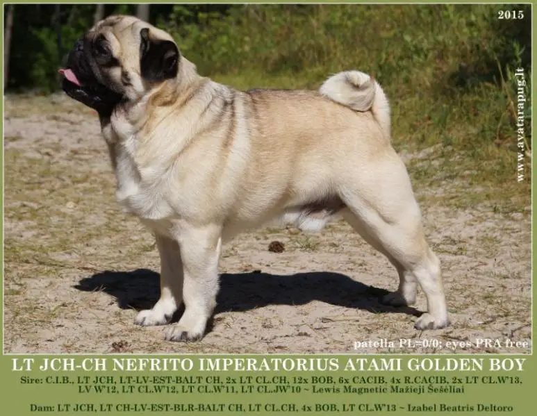 NEFRITO IMPERATORIUS ATAMI GOLDEN BOY