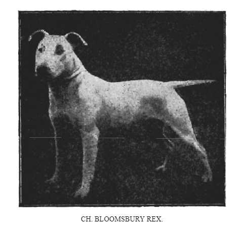 Bloomsbury Rex [Bloomsbury Prince x B Bead]