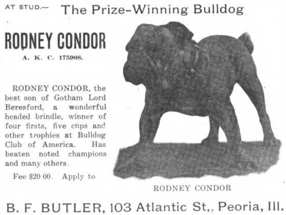 Rodney Condor 175908